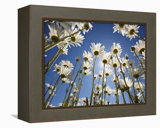 Sun and blue sky through daisies-Craig Tuttle-Framed Premier Image Canvas