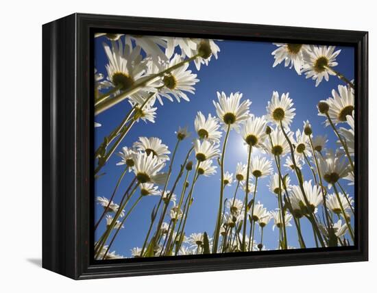 Sun and blue sky through daisies-Craig Tuttle-Framed Premier Image Canvas