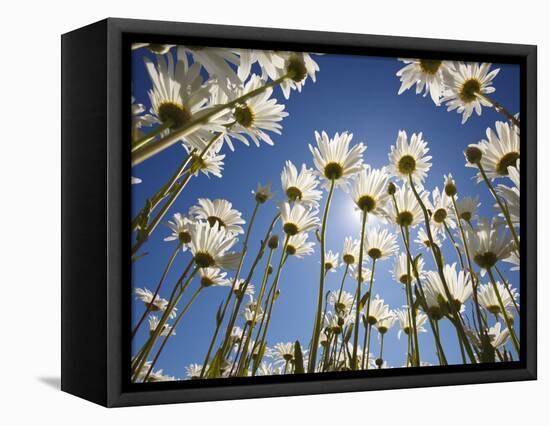 Sun and blue sky through daisies-Craig Tuttle-Framed Premier Image Canvas