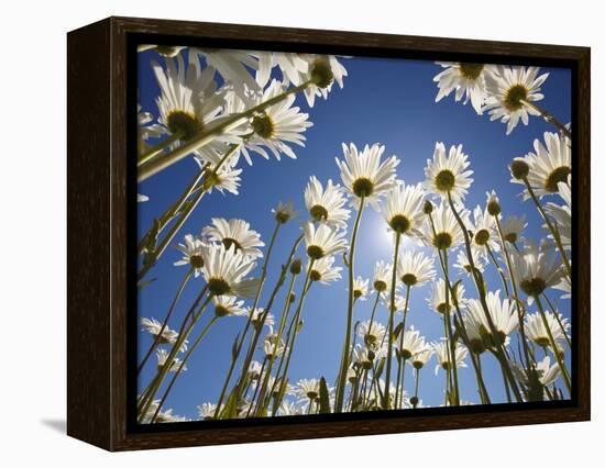 Sun and blue sky through daisies-Craig Tuttle-Framed Premier Image Canvas