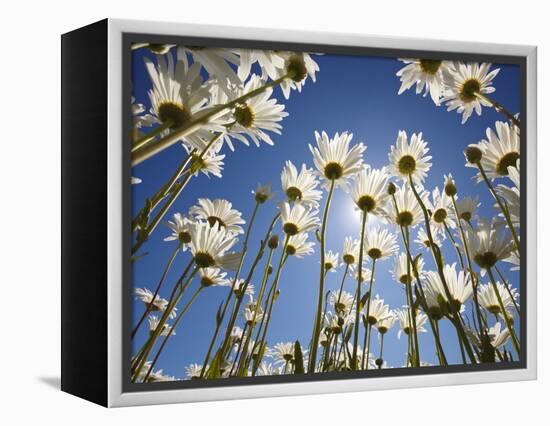 Sun and blue sky through daisies-Craig Tuttle-Framed Premier Image Canvas