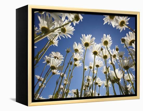 Sun and blue sky through daisies-Craig Tuttle-Framed Premier Image Canvas