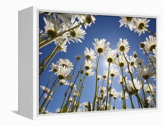 Sun and blue sky through daisies-Craig Tuttle-Framed Premier Image Canvas