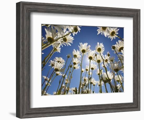 Sun and blue sky through daisies-Craig Tuttle-Framed Photographic Print