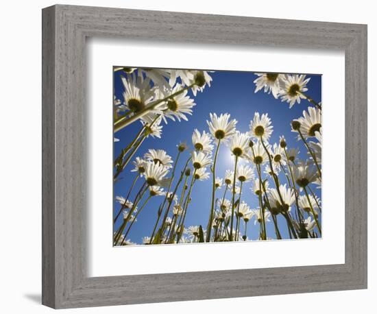 Sun and blue sky through daisies-Craig Tuttle-Framed Photographic Print