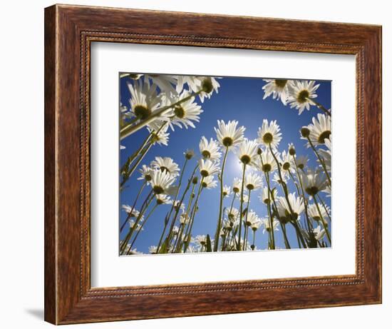 Sun and blue sky through daisies-Craig Tuttle-Framed Photographic Print