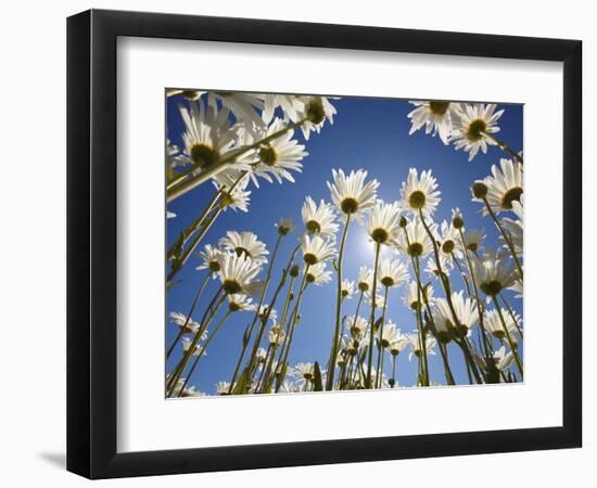 Sun and blue sky through daisies-Craig Tuttle-Framed Photographic Print