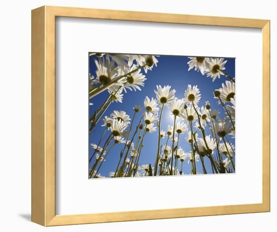 Sun and blue sky through daisies-Craig Tuttle-Framed Photographic Print