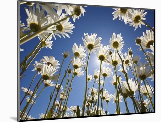 Sun and blue sky through daisies-Craig Tuttle-Mounted Photographic Print