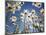 Sun and blue sky through daisies-Craig Tuttle-Mounted Photographic Print