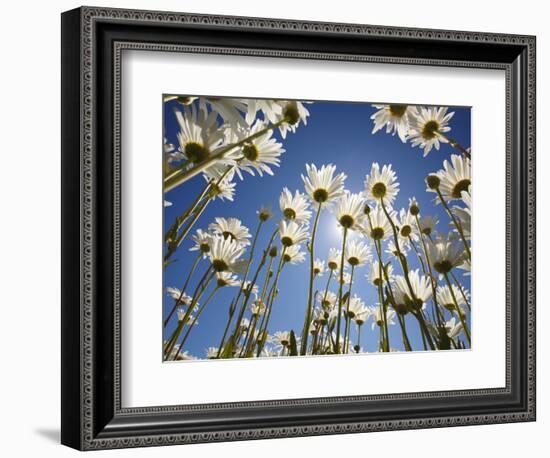 Sun and blue sky through daisies-Craig Tuttle-Framed Photographic Print