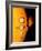 Sun And Its Planets-Detlev Van Ravenswaay-Framed Photographic Print