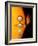 Sun And Its Planets-Detlev Van Ravenswaay-Framed Photographic Print