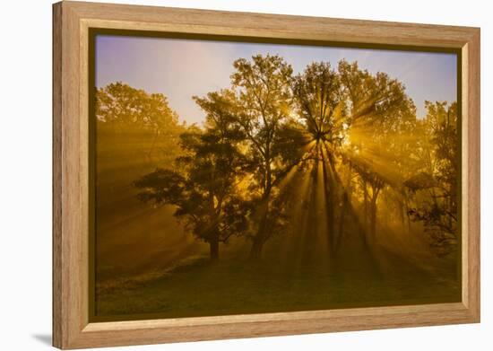 Sun Beams Passing Through Misty Trees, Montezuma National Wildlife Refuge, New York, Usa-Marie Read-Framed Premier Image Canvas