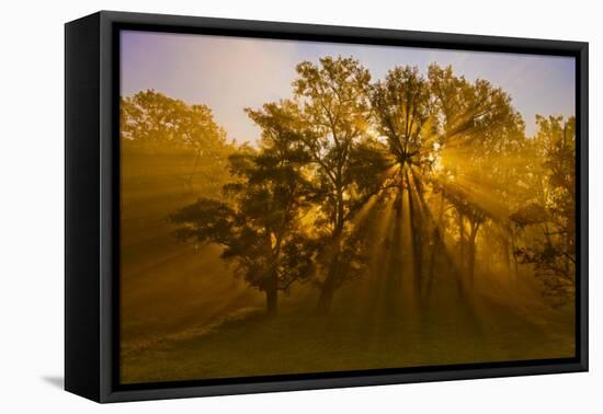 Sun Beams Passing Through Misty Trees, Montezuma National Wildlife Refuge, New York, Usa-Marie Read-Framed Premier Image Canvas