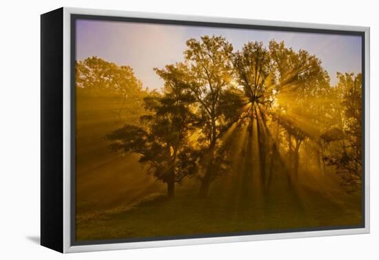 Sun Beams Passing Through Misty Trees, Montezuma National Wildlife Refuge, New York, Usa-Marie Read-Framed Premier Image Canvas