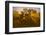 Sun Beams Passing Through Misty Trees, Montezuma National Wildlife Refuge, New York, Usa-Marie Read-Framed Photographic Print