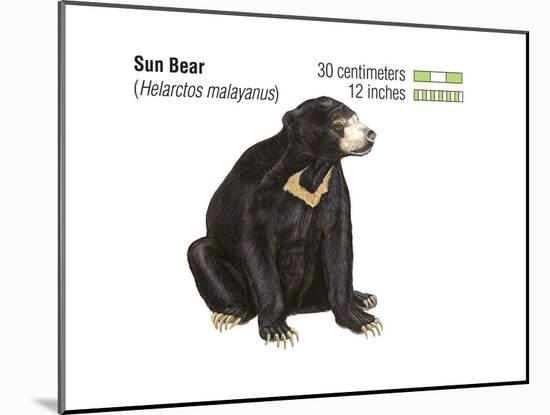 Sun Bear (Helarctos Malayanus), Mammals-Encyclopaedia Britannica-Mounted Art Print