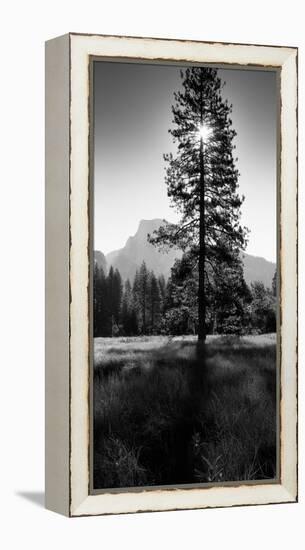 Sun Behind Pine Tree, Half Dome, Yosemite Valley, California, USA-null-Framed Stretched Canvas