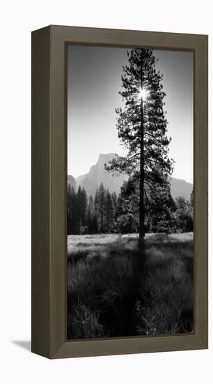 Sun Behind Pine Tree, Half Dome, Yosemite Valley, California, USA-null-Framed Stretched Canvas