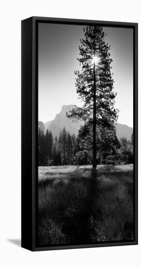 Sun Behind Pine Tree, Half Dome, Yosemite Valley, California, USA-null-Framed Stretched Canvas