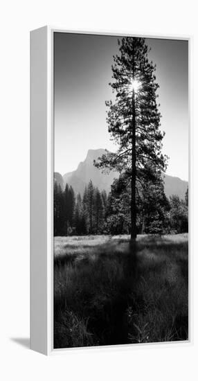 Sun Behind Pine Tree, Half Dome, Yosemite Valley, California, USA-null-Framed Stretched Canvas