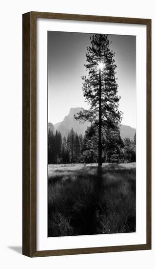 Sun Behind Pine Tree, Half Dome, Yosemite Valley, California, USA--Framed Photographic Print