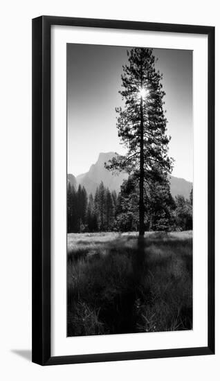 Sun Behind Pine Tree, Half Dome, Yosemite Valley, California, USA--Framed Photographic Print