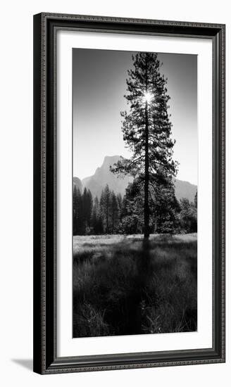 Sun Behind Pine Tree, Half Dome, Yosemite Valley, California, USA-null-Framed Photographic Print