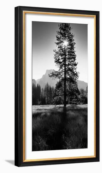 Sun Behind Pine Tree, Half Dome, Yosemite Valley, California, USA-null-Framed Photographic Print