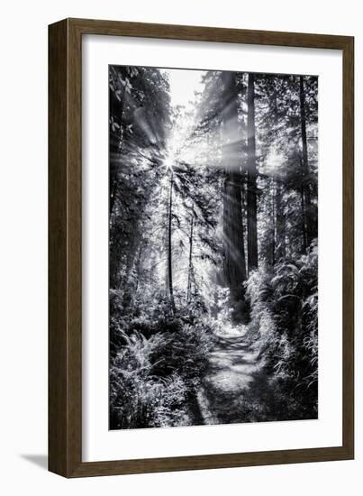 Sun Break & Mist Coast Redwoods, Del Norte State Park California-Vincent James-Framed Photographic Print