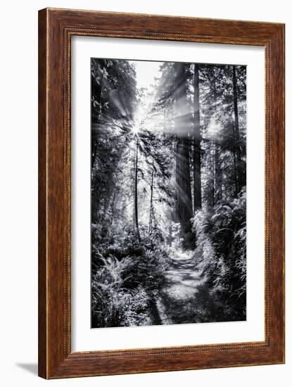 Sun Break & Mist Coast Redwoods, Del Norte State Park California-Vincent James-Framed Photographic Print