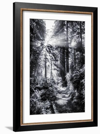 Sun Break & Mist Coast Redwoods, Del Norte State Park California-Vincent James-Framed Photographic Print