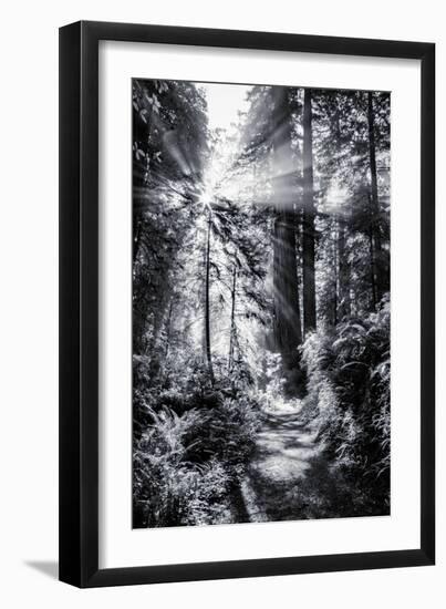 Sun Break & Mist Coast Redwoods, Del Norte State Park California-Vincent James-Framed Photographic Print