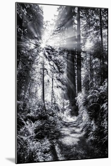 Sun Break & Mist Coast Redwoods, Del Norte State Park California-Vincent James-Mounted Photographic Print