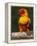 Sun Conure-Lynn M. Stone-Framed Premier Image Canvas