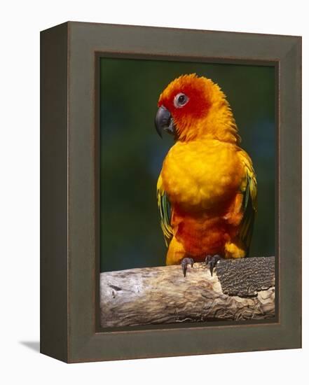 Sun Conure-Lynn M. Stone-Framed Premier Image Canvas