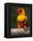 Sun Conure-Lynn M. Stone-Framed Premier Image Canvas