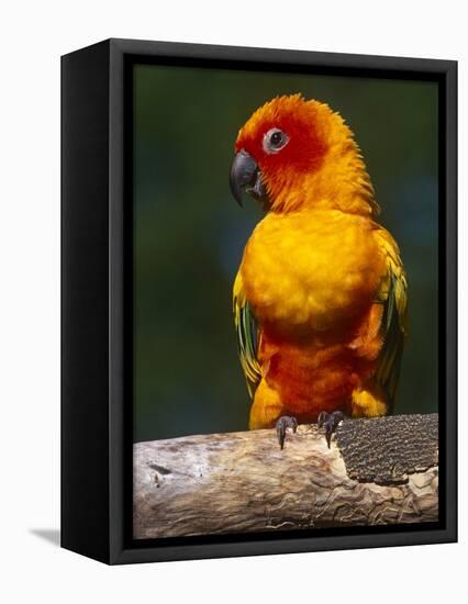 Sun Conure-Lynn M. Stone-Framed Premier Image Canvas