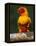 Sun Conure-Lynn M. Stone-Framed Premier Image Canvas