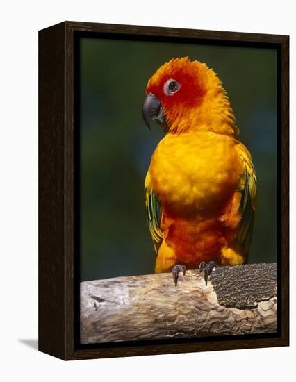 Sun Conure-Lynn M. Stone-Framed Premier Image Canvas