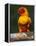 Sun Conure-Lynn M. Stone-Framed Premier Image Canvas