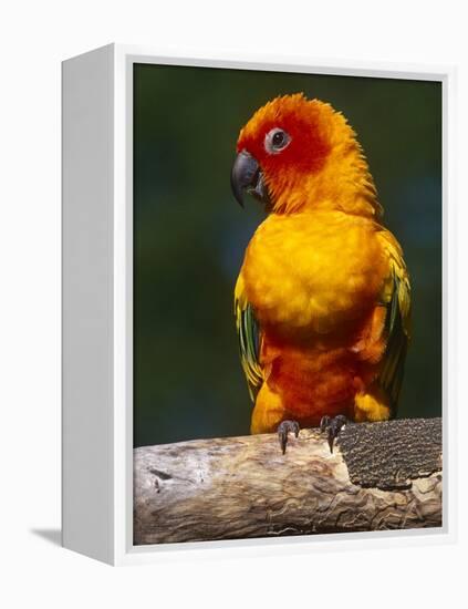 Sun Conure-Lynn M. Stone-Framed Premier Image Canvas