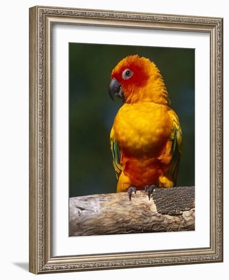 Sun Conure-Lynn M. Stone-Framed Photographic Print