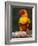 Sun Conure-Lynn M. Stone-Framed Photographic Print