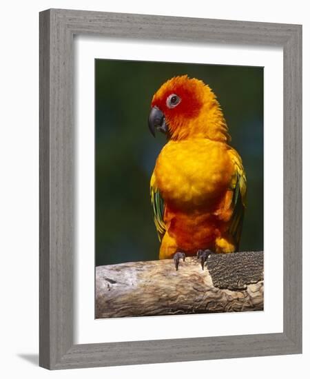 Sun Conure-Lynn M. Stone-Framed Photographic Print