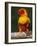 Sun Conure-Lynn M. Stone-Framed Photographic Print