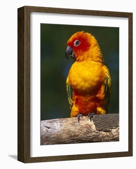 Sun Conure-Lynn M. Stone-Framed Photographic Print