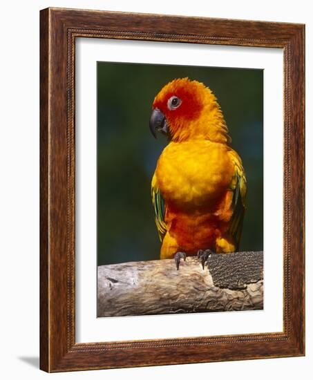 Sun Conure-Lynn M. Stone-Framed Photographic Print