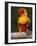 Sun Conure-Lynn M. Stone-Framed Photographic Print